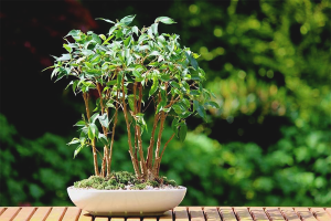 How to grow ficus