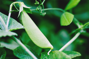 Cómo cultivar guisantes en campo abierto