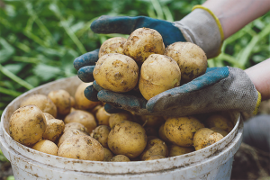 Cómo cultivar una buena cosecha de papa