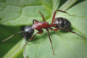 Como lidiar con las hormigas en el jardín