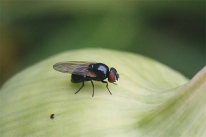 Come sbarazzarsi delle mosche di cipolla in giardino