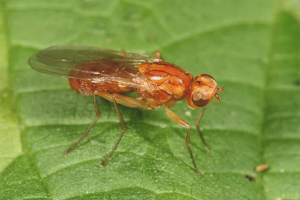 Comment se débarrasser d'une mouche de la carotte