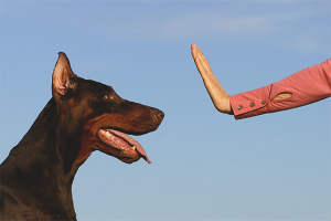 Come insegnare a un cane una squadra di fu