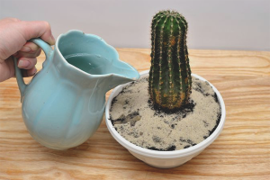 Come innaffiare un cactus