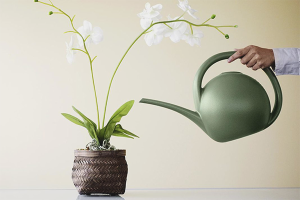 Comment arroser une orchidée