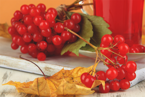 Cómo cocinar viburnum para el invierno