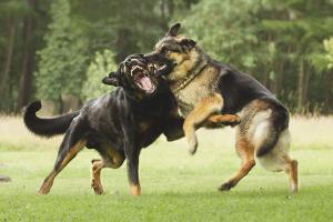 Comment séparer les chiens de combat