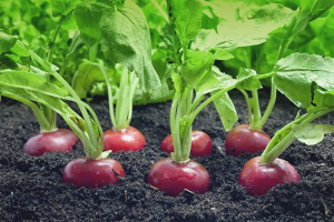 Cómo plantar rábano en campo abierto