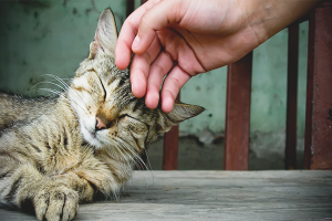 Comment rendre un chat affectueux