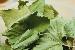 Come asciugare le foglie di ribes per il tè