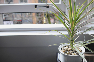 Comment prendre soin de dracaena