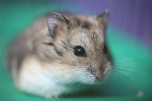 Cara merawat hamster jungarik