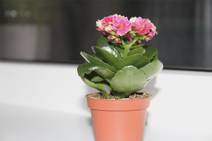 Cómo cuidar a Kalanchoe