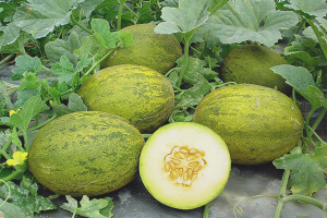 Cómo cultivar melones en campo abierto