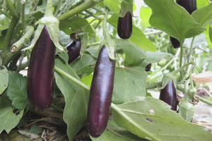 Como cultivar berenjenas en campo abierto