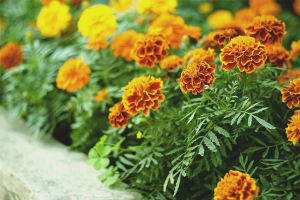 Cara menanam marigold dari biji