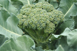 Comment faire pousser du brocoli dans le jardin