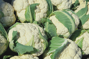 Cómo cultivar coliflor en campo abierto