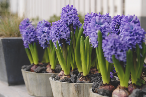 Cómo cultivar jacintos