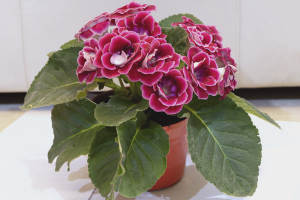 Cara menanam gloxinia dari biji