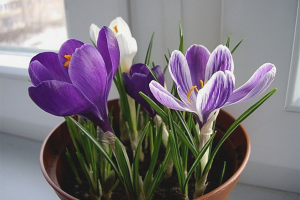 Comment faire pousser des crocus