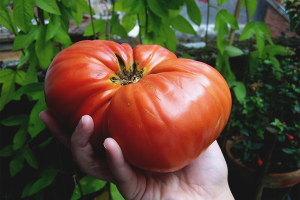 Cómo cultivar tomates grandes