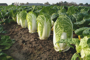 Comment faire pousser du chou chinois dans le jardin