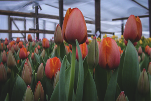 Cara menanam tulip di rumah hijau