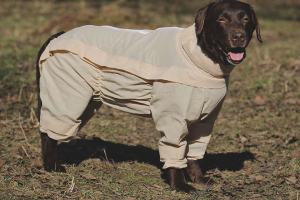 Comment protéger un chien contre les tiques