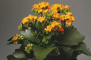 Come far fiorire Kalanchoe