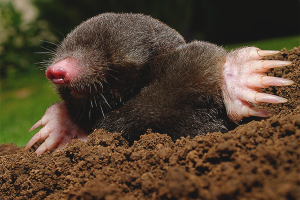 Comment faire face aux taupes dans le jardin