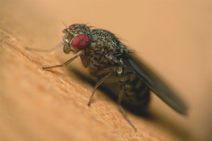 Come sbarazzarsi di Drosophila in un appartamento