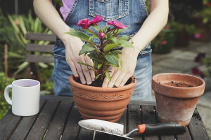 Comment transplanter une fleur dans un autre pot