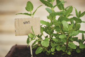 Cómo cultivar menta en el alféizar de una ventana