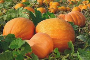 Cómo cultivar una calabaza en campo abierto