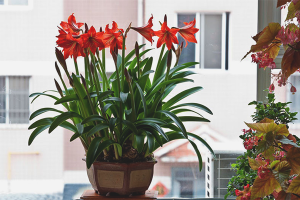 Cómo hacer florecer el hippeastrum