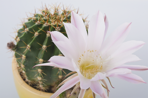 Cómo hacer que los cactus florezcan