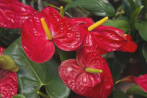 Pourquoi l'Anthurium ne fleurit-il pas