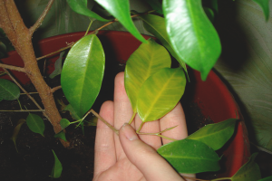 Pourquoi les feuilles de ficus jaunissent et tombent