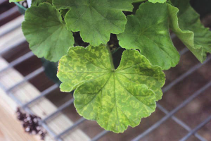 Mengapa geranium bertukar menjadi kuning dan kering