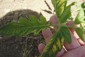 ¿Por qué los tomates se vuelven hojas amarillas y secas?