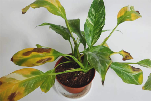 Pourquoi les feuilles de spathiphyllum jaunissent