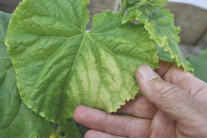 Pourquoi les feuilles de concombre jaunissent