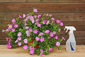 Cómo alimentar a la petunia para una floración abundante