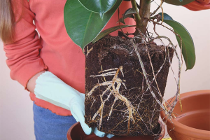 Comment transplanter le ficus