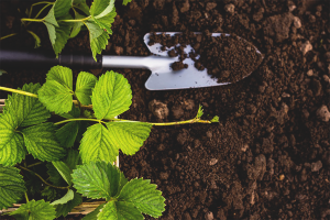 Cómo preparar el suelo para plantar fresas