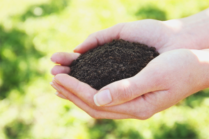 Come rendere fertile il terreno