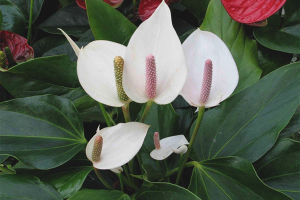 ¿Por qué el spathiphyllum no florece?