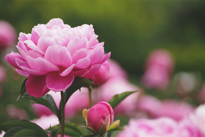 Mengapa peonies tidak berbunga