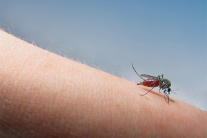 Cómo untar las picaduras de mosquitos